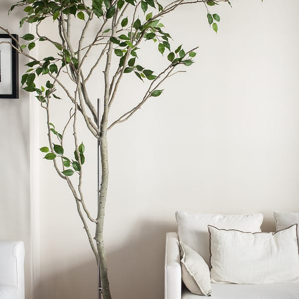 Árbol Ficus II